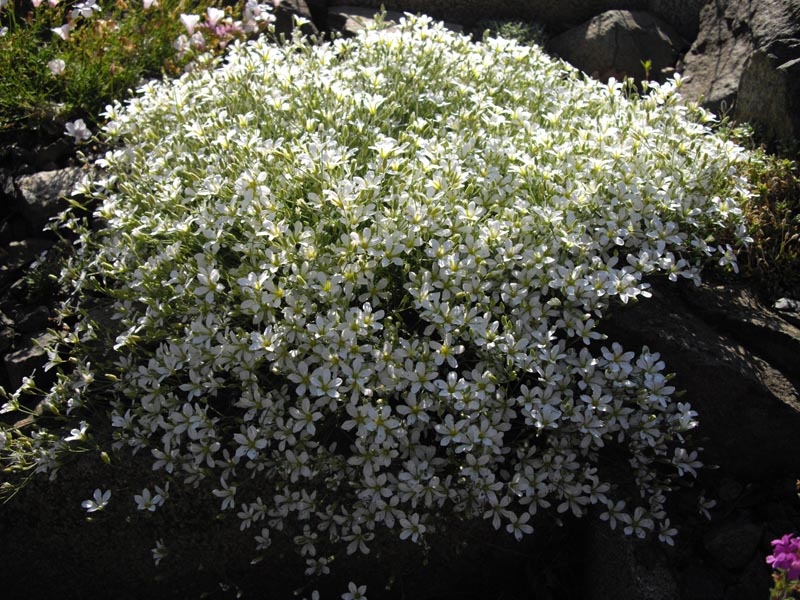 Minuartia laricifolia photo